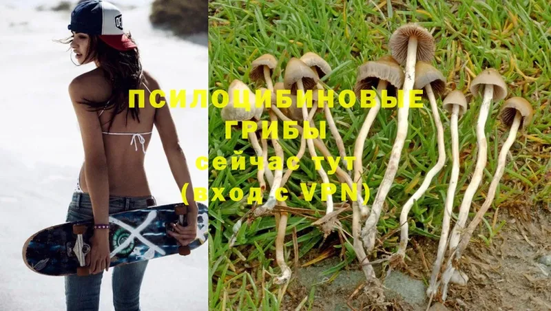 Псилоцибиновые грибы Psilocybe  где можно купить   Агидель 